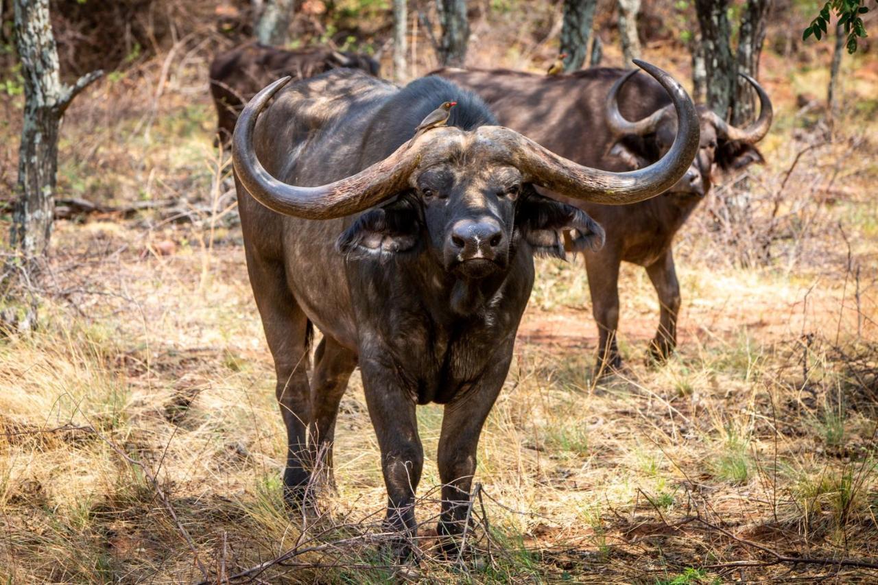 Nungu Game Lodge Lephalale Екстериор снимка