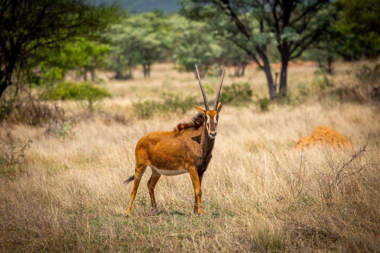 Nungu Game Lodge Lephalale Екстериор снимка
