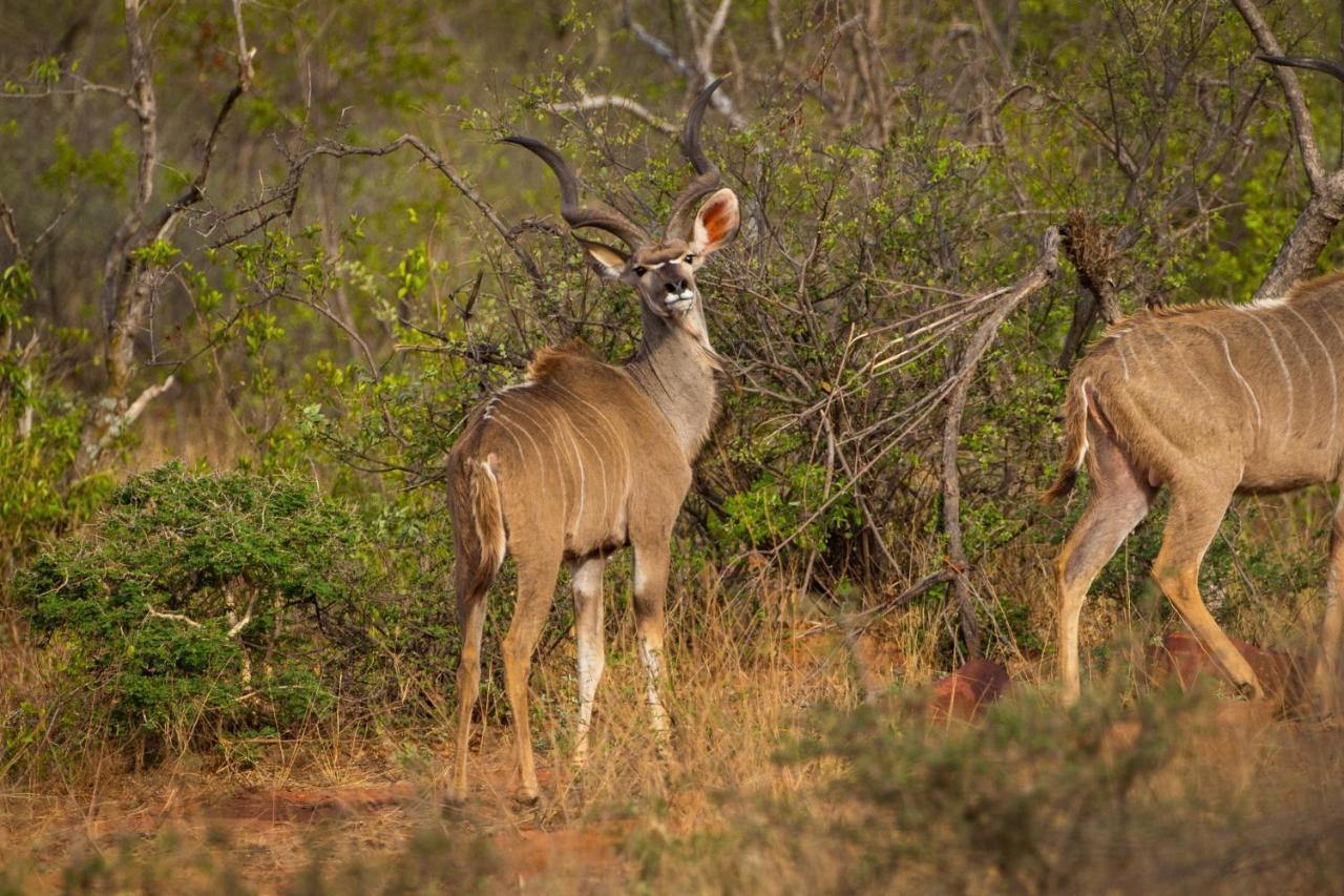 Nungu Game Lodge Lephalale Екстериор снимка
