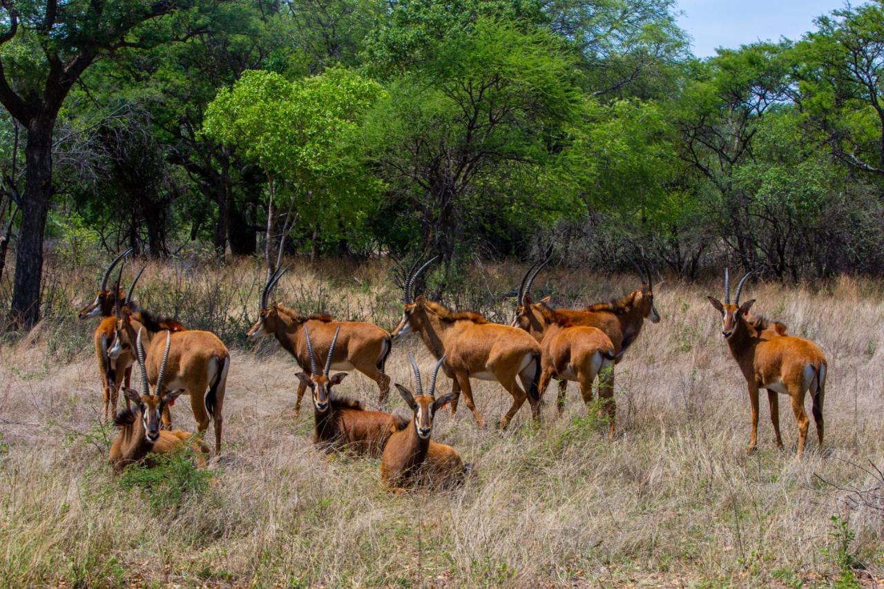 Nungu Game Lodge Lephalale Екстериор снимка