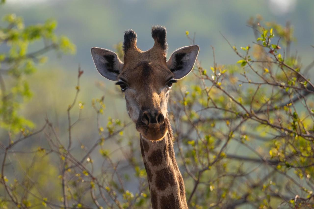 Nungu Game Lodge Lephalale Екстериор снимка