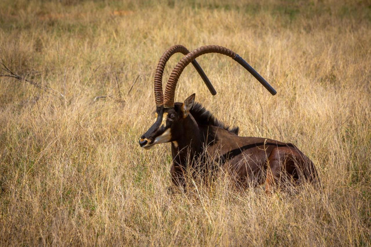 Nungu Game Lodge Lephalale Екстериор снимка